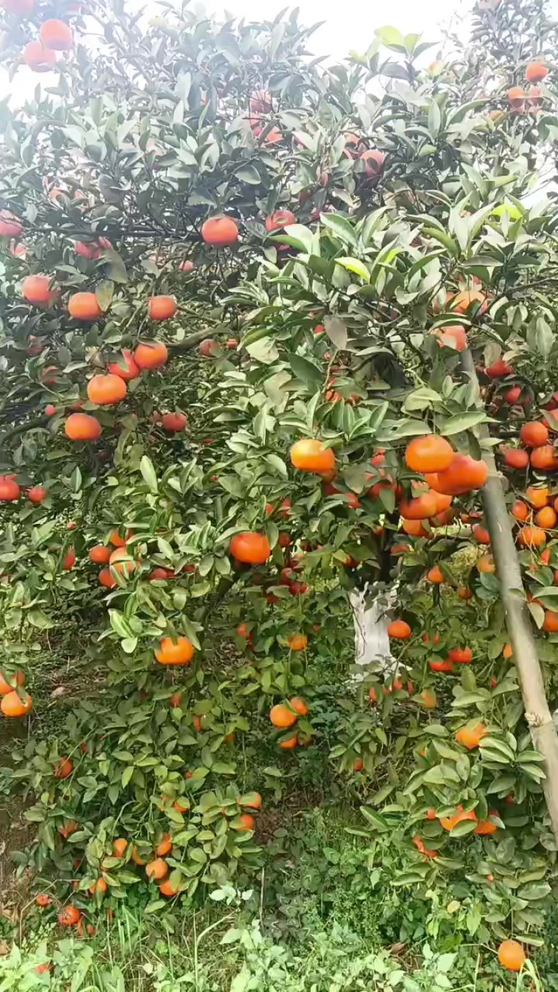 三月红，默科特