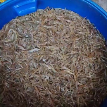小河虾鲜活打包，大量有货，需要的老板联系我