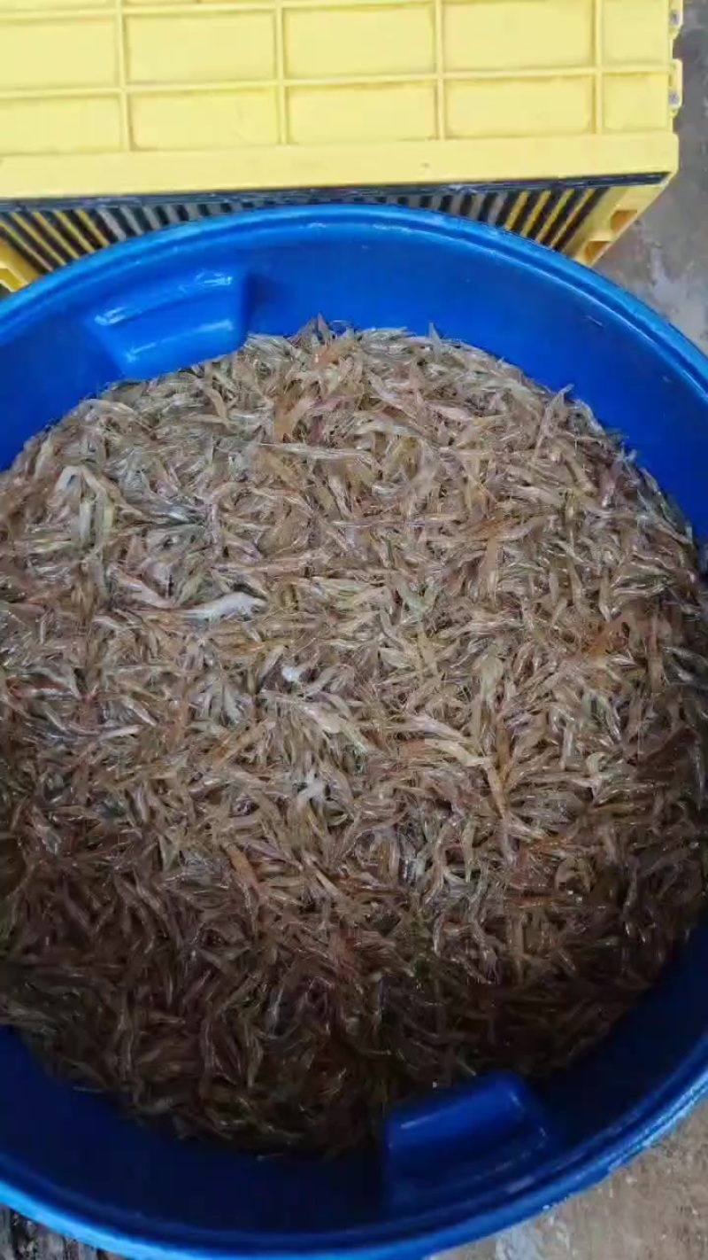 小河虾鲜活打包，大量有货，需要的老板联系我