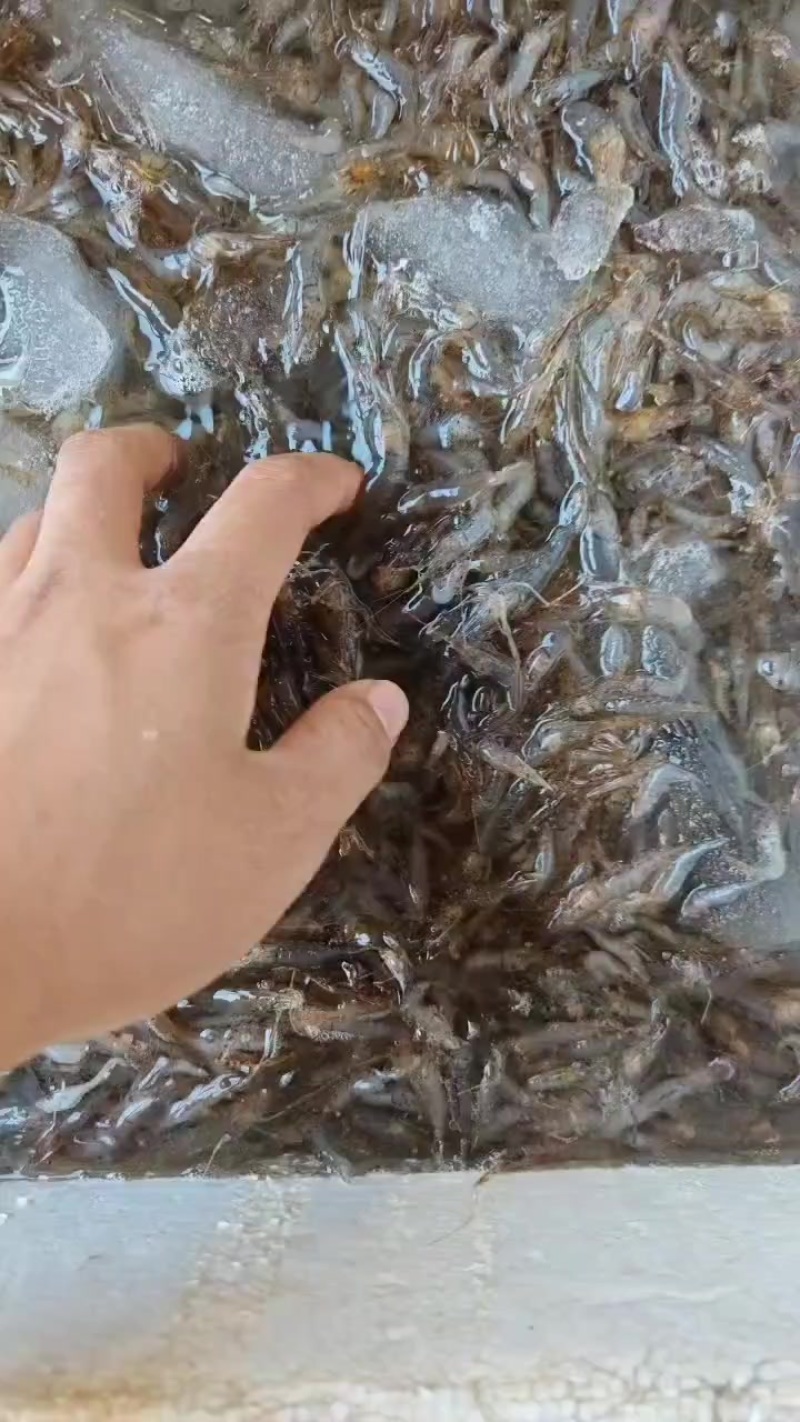 小河虾鲜活打包，大量有货，需要的老板联系我