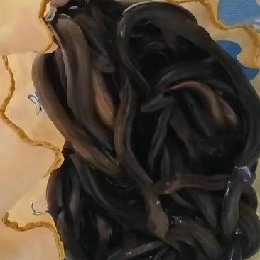 东北圆泥鳅
