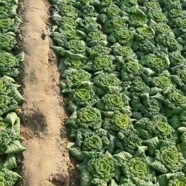 大棚精品黄心菜
