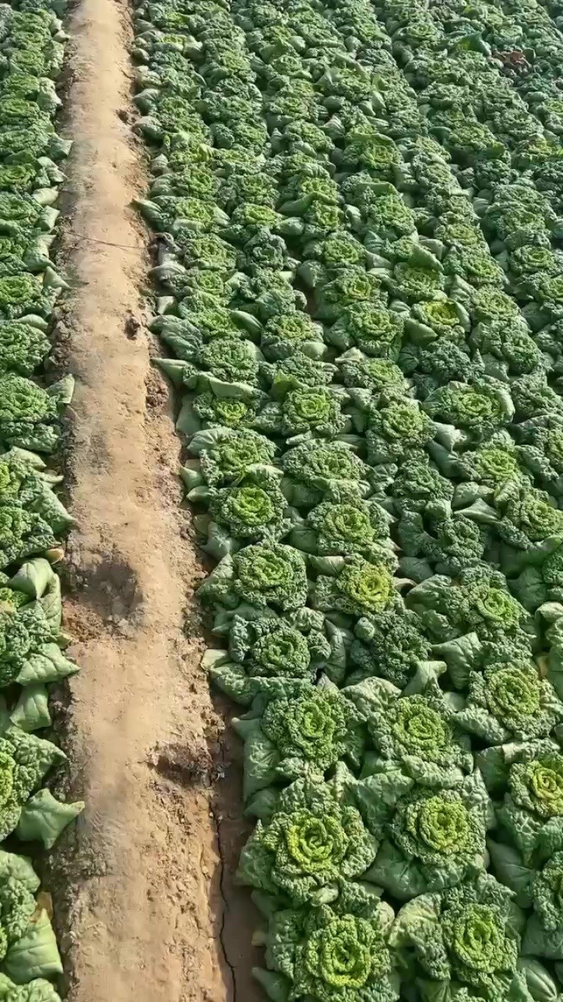 大棚精品黄心菜