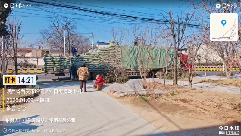 青桑叶大量供应，霜桑叶继续出售