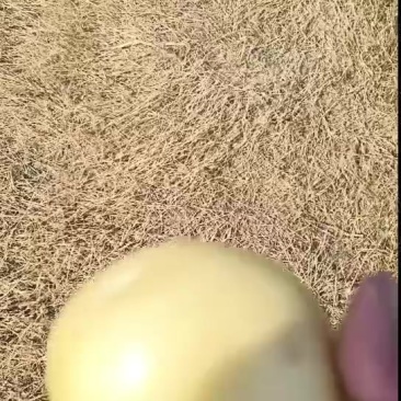 土豆批发