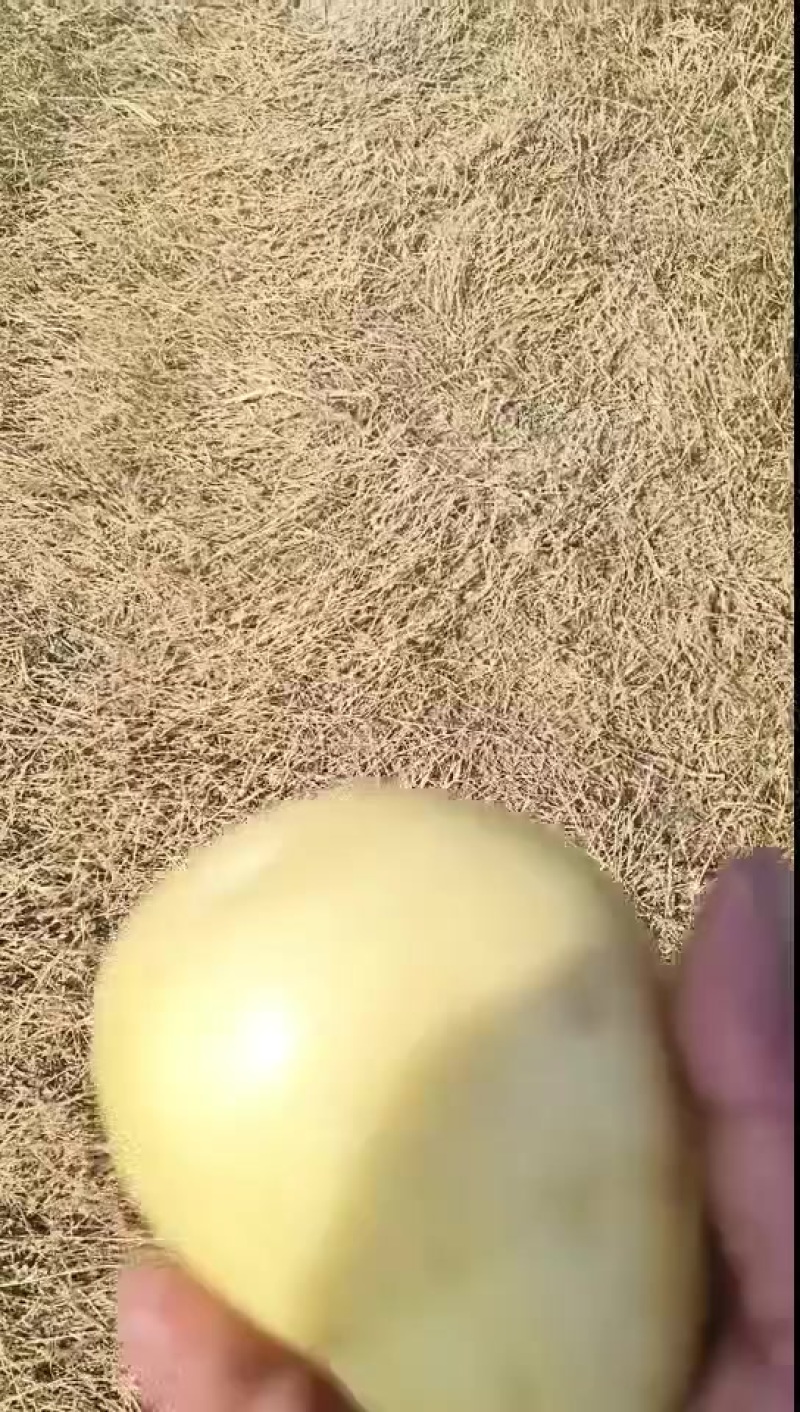 土豆批发