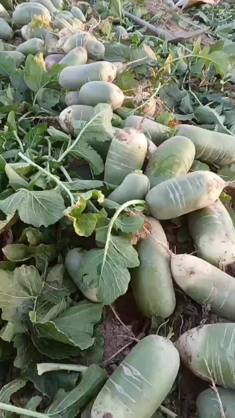 青萝卜