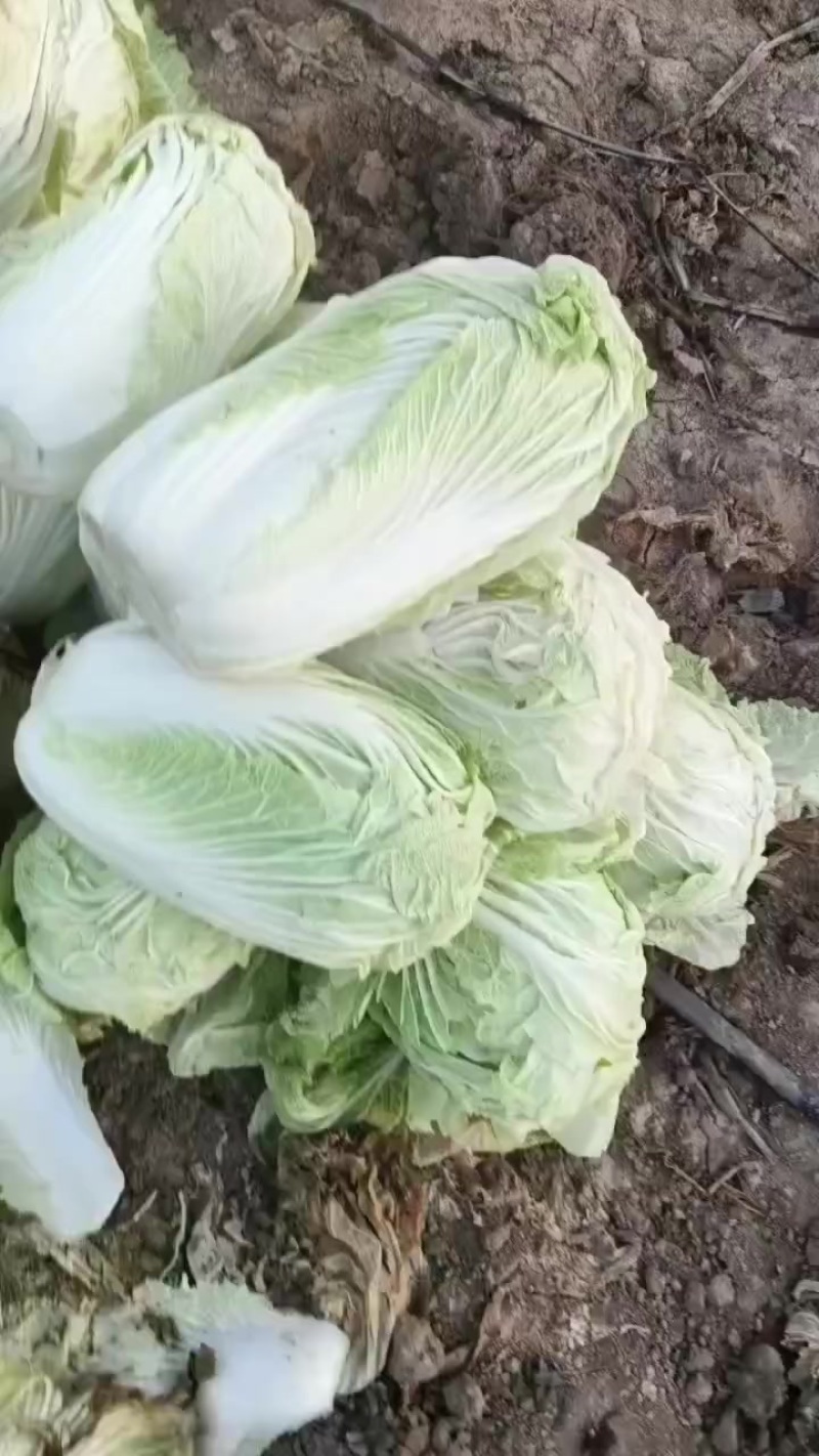 青杂三号大白菜，大荔产地大量供应，质量好，价位低