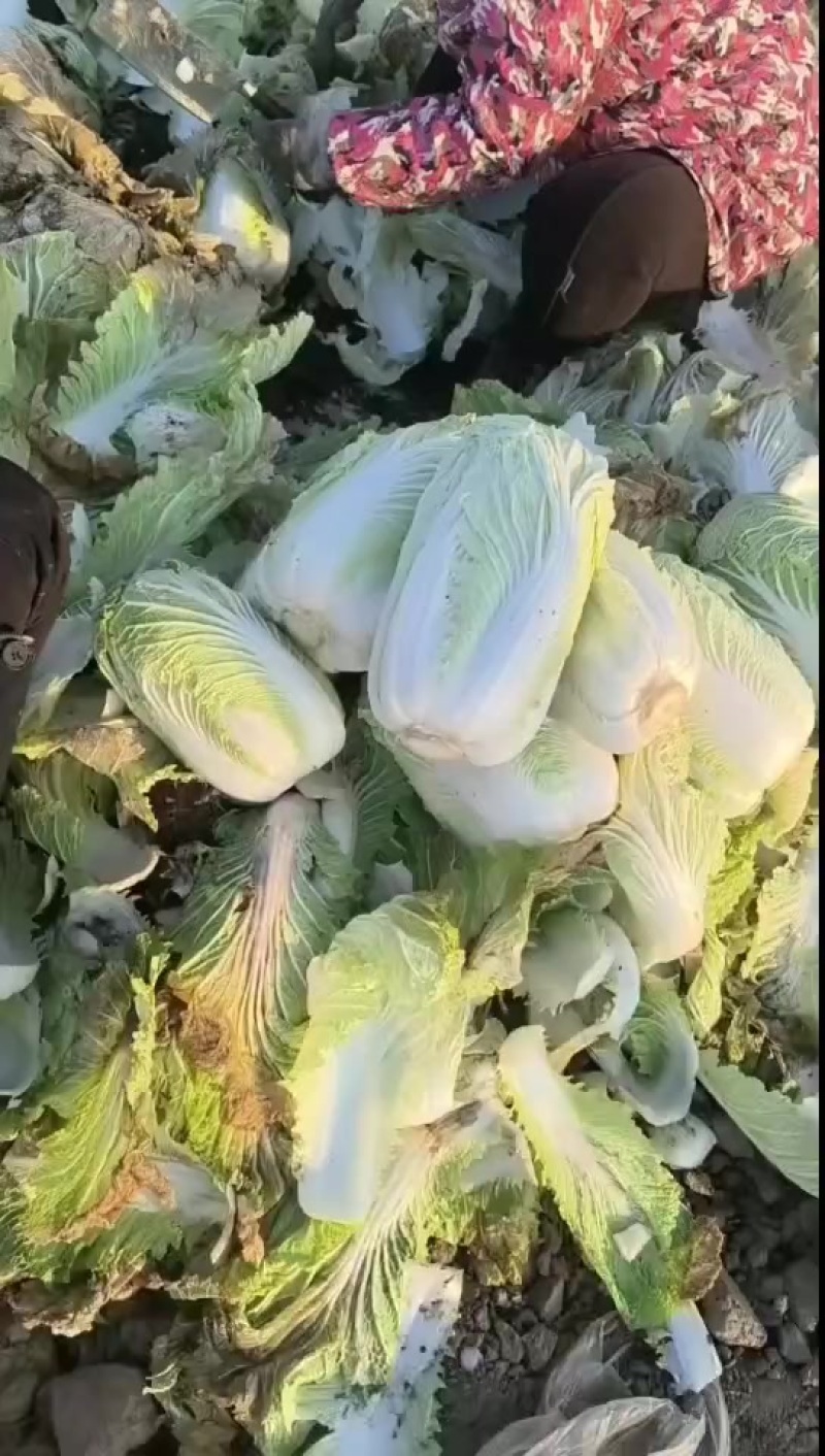 青杂三号大白菜，大荔产地大量供应，质量好，价位低