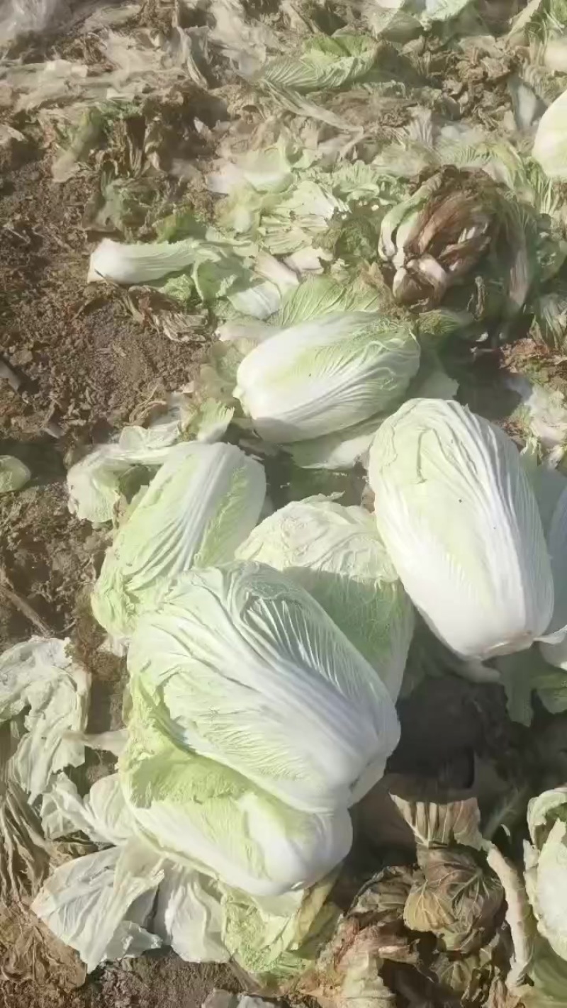 青杂三号大白菜，大荔产地大量供应，质量好，价位低