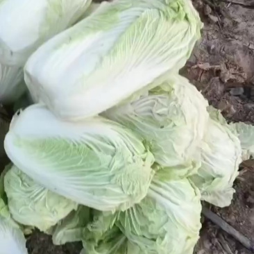 青杂三号大白菜，大荔产地大量供应，质量好，价位低