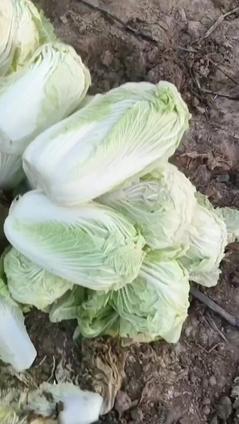 青杂三号大白菜，大荔产地大量供应，质量好，价位低