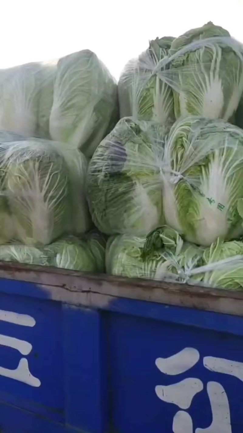 青杂三号大白菜，大荔产地大量供应，质量好，价位低