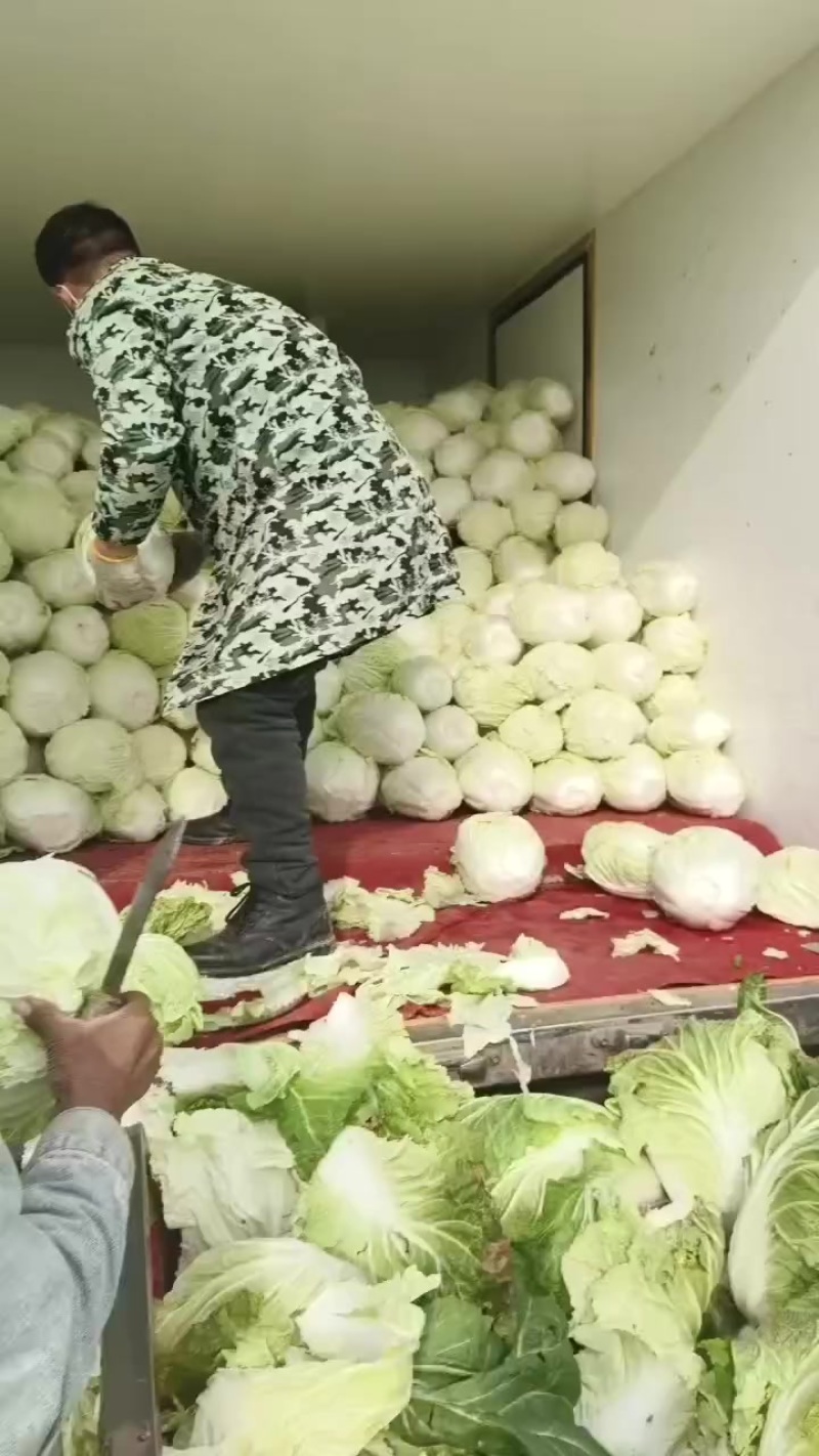 青杂三号大白菜，大荔产地大量供应，质量好，价位低