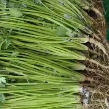 香菜，高香菜，新鲜品相好