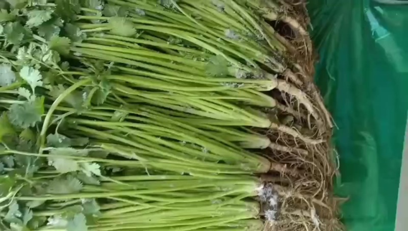香菜，高香菜，新鲜品相好