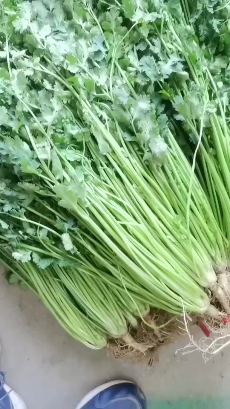 香菜，高香菜，新鲜品相好