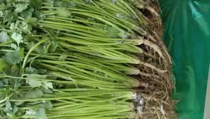 香菜，高香菜，新鲜品相好