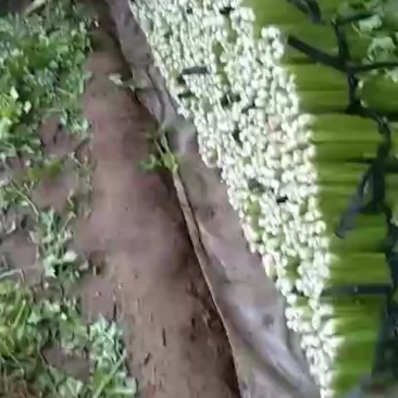 新鲜芹菜，脆嫩可口，营养丰富，健康美味，尽在您的餐桌！