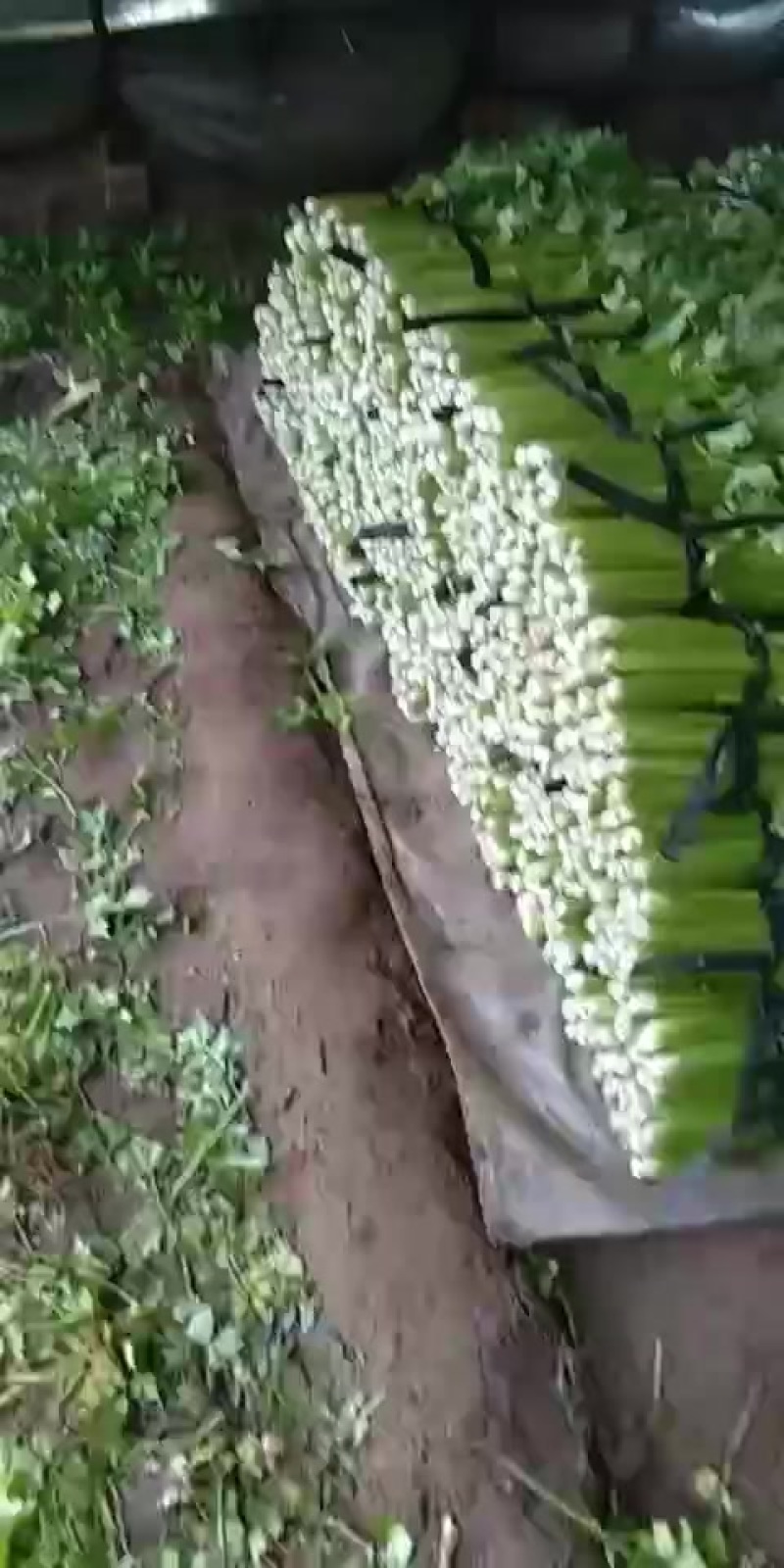 新鲜芹菜，脆嫩可口，营养丰富，健康美味，尽在您的餐桌！
