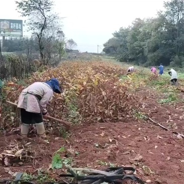 板栗苗腾地处理