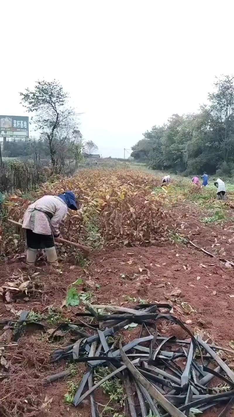 板栗苗腾地处理
