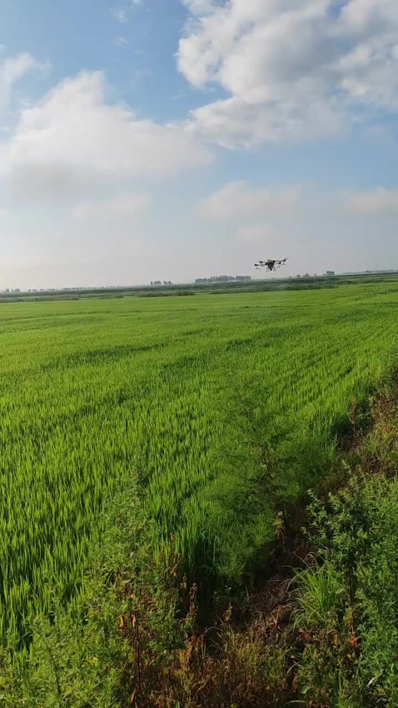 东北长粒香。稻花香。自产自销