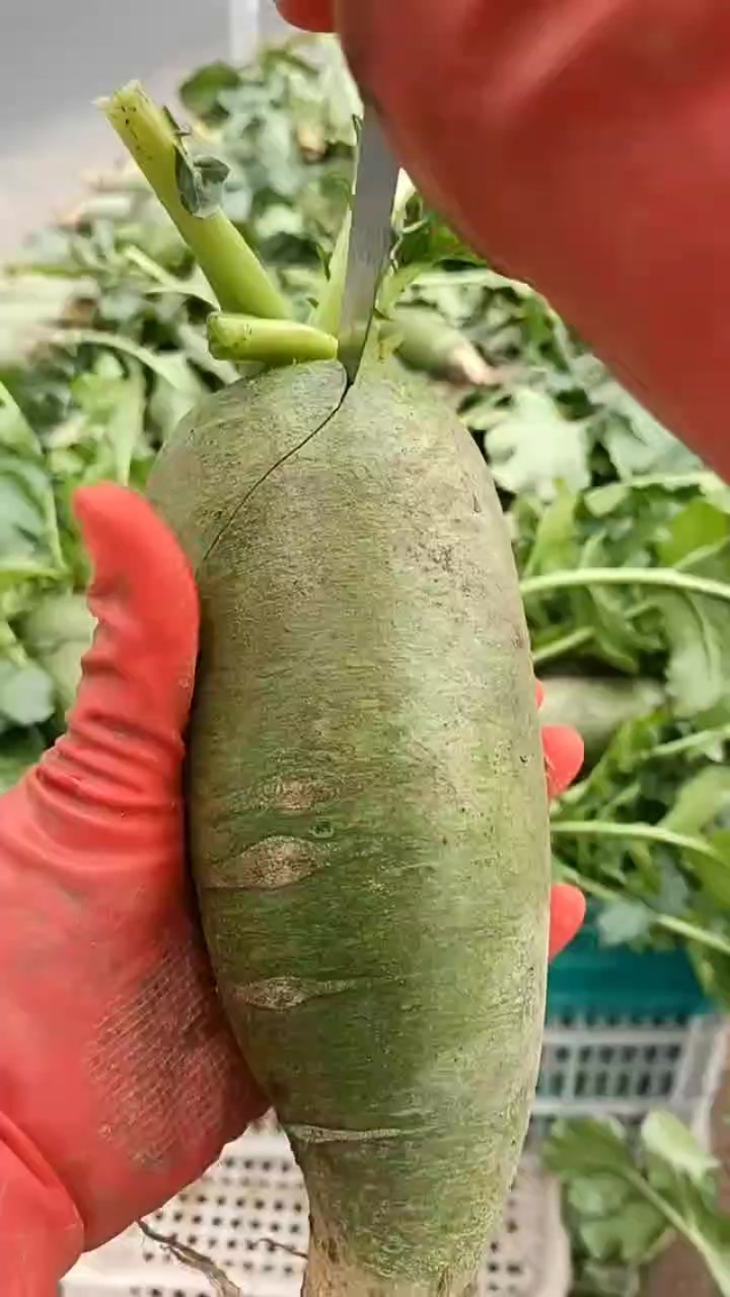 天星萝卜最后几天批发价格便宜