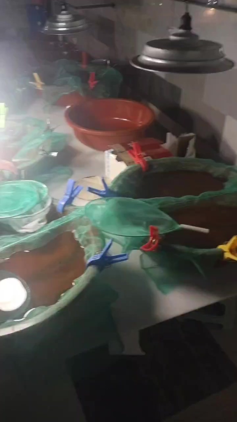 2025年新鳗鱼苗