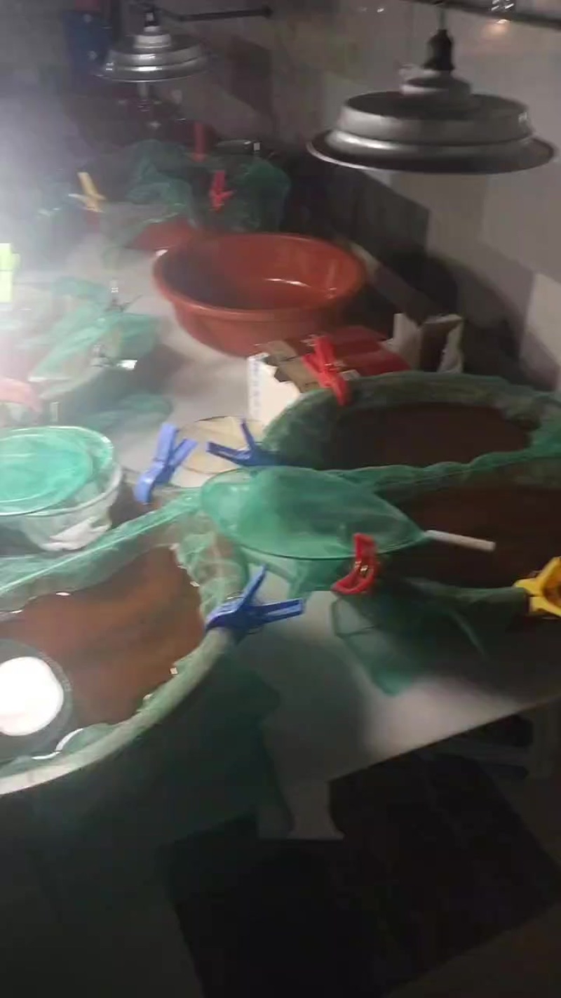 2025年新鳗鱼苗