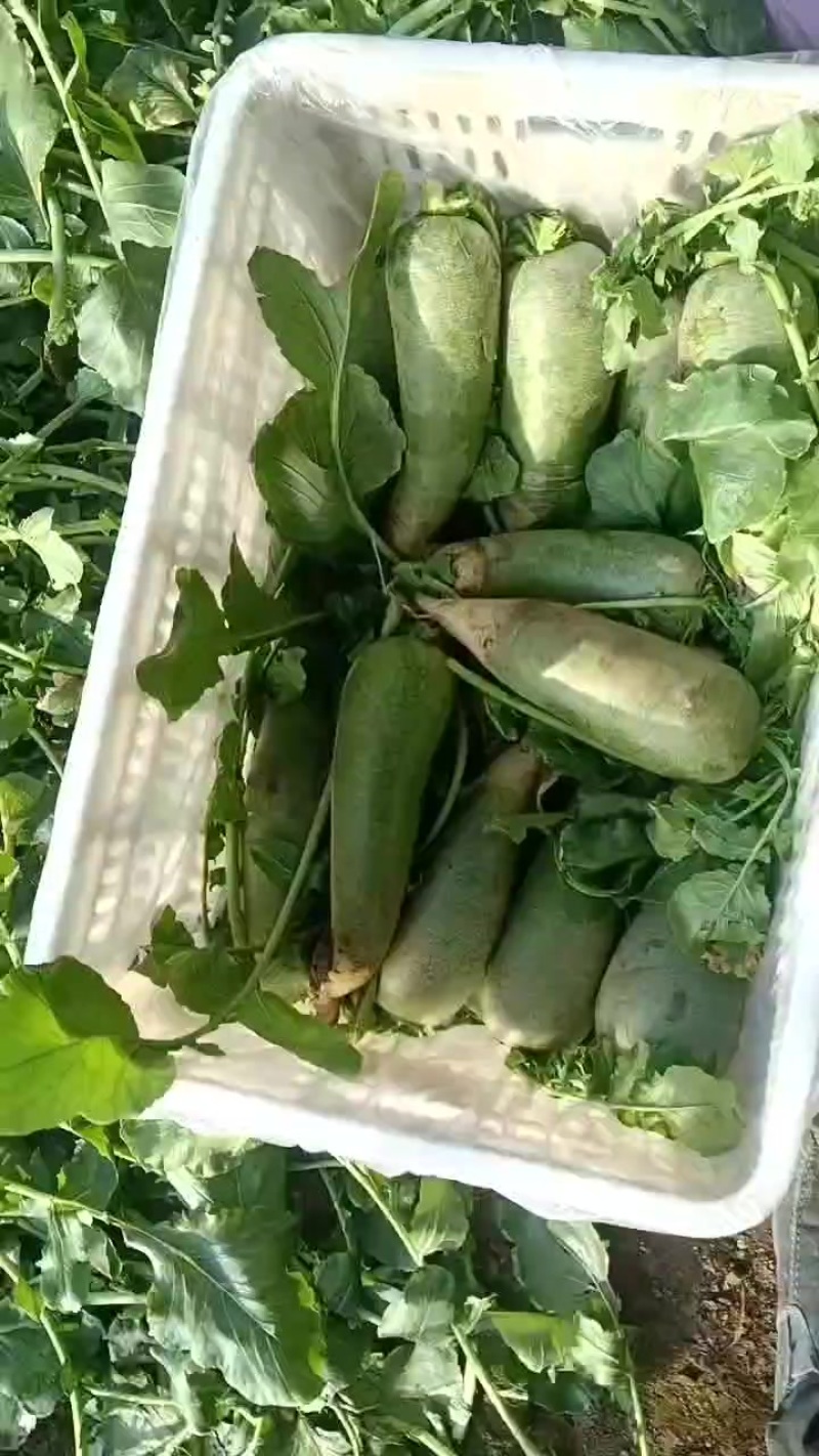 （金星）天星02沙窝萝卜专业批发，