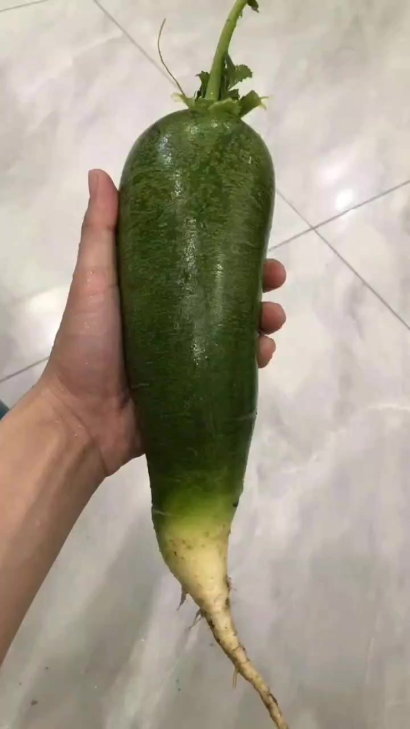 （金星）天星02沙窝萝卜专业批发，