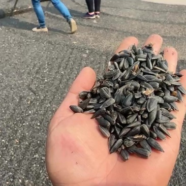 油葵籽