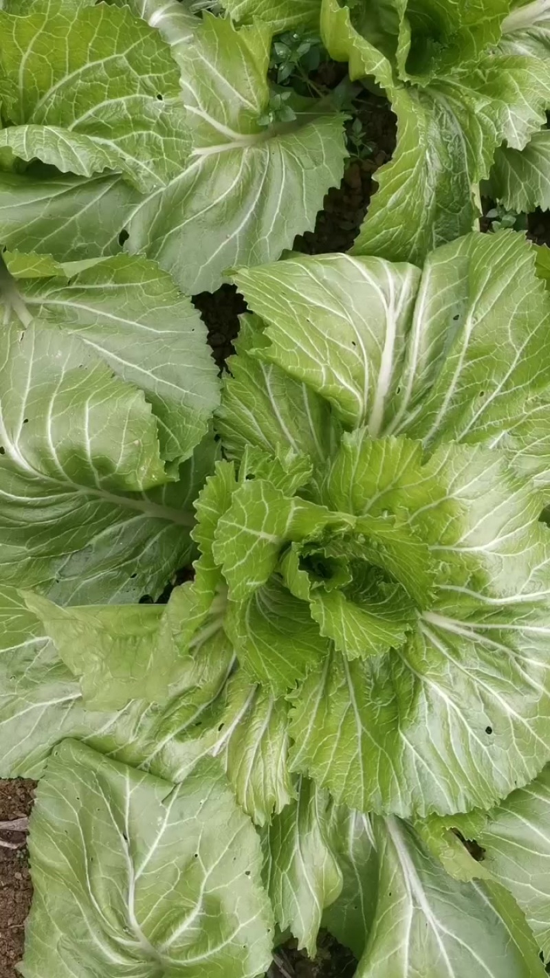 新鲜芥菜