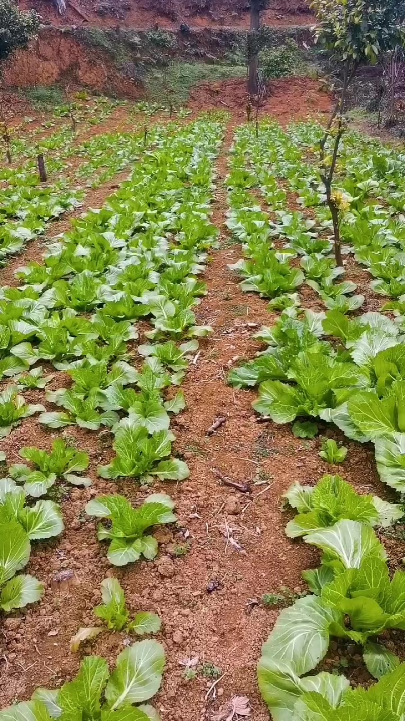 新鲜芥菜