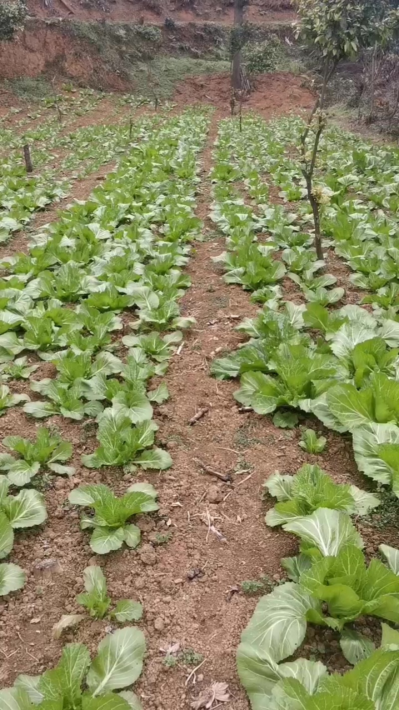 新鲜芥菜