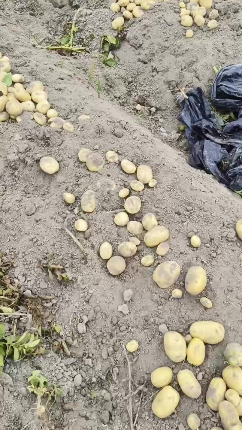 土豆当季