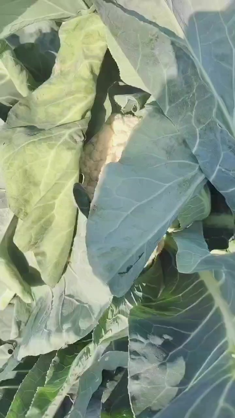 白花菜