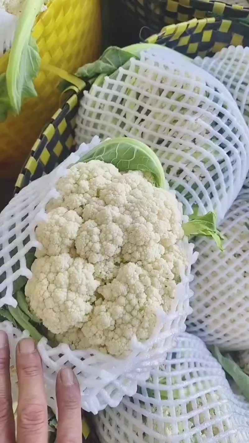白花菜