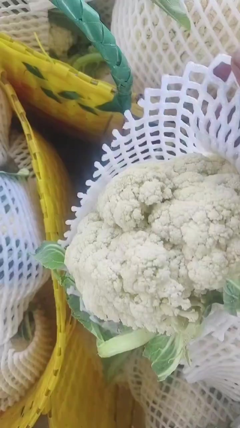 白花菜