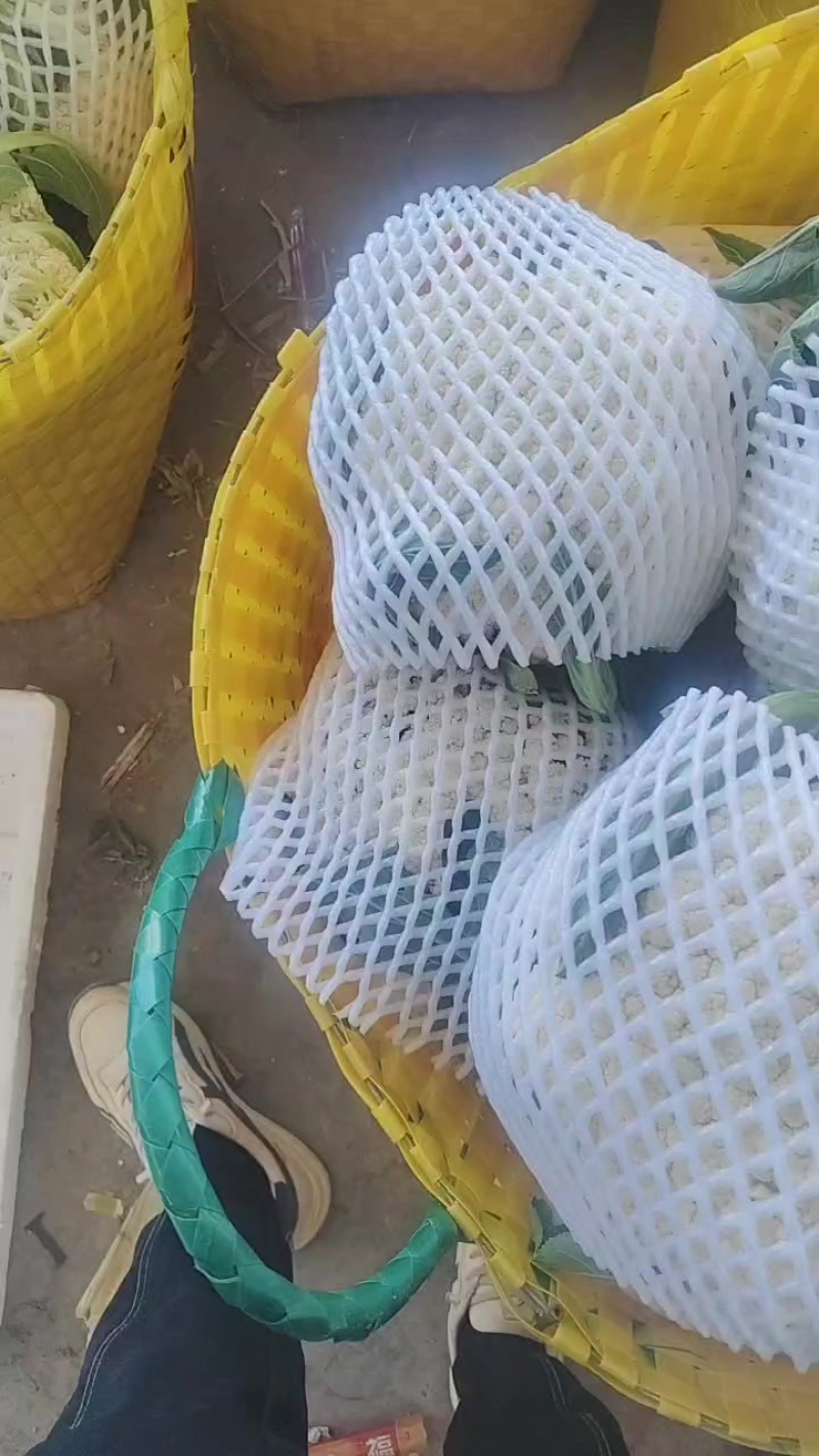 白花菜