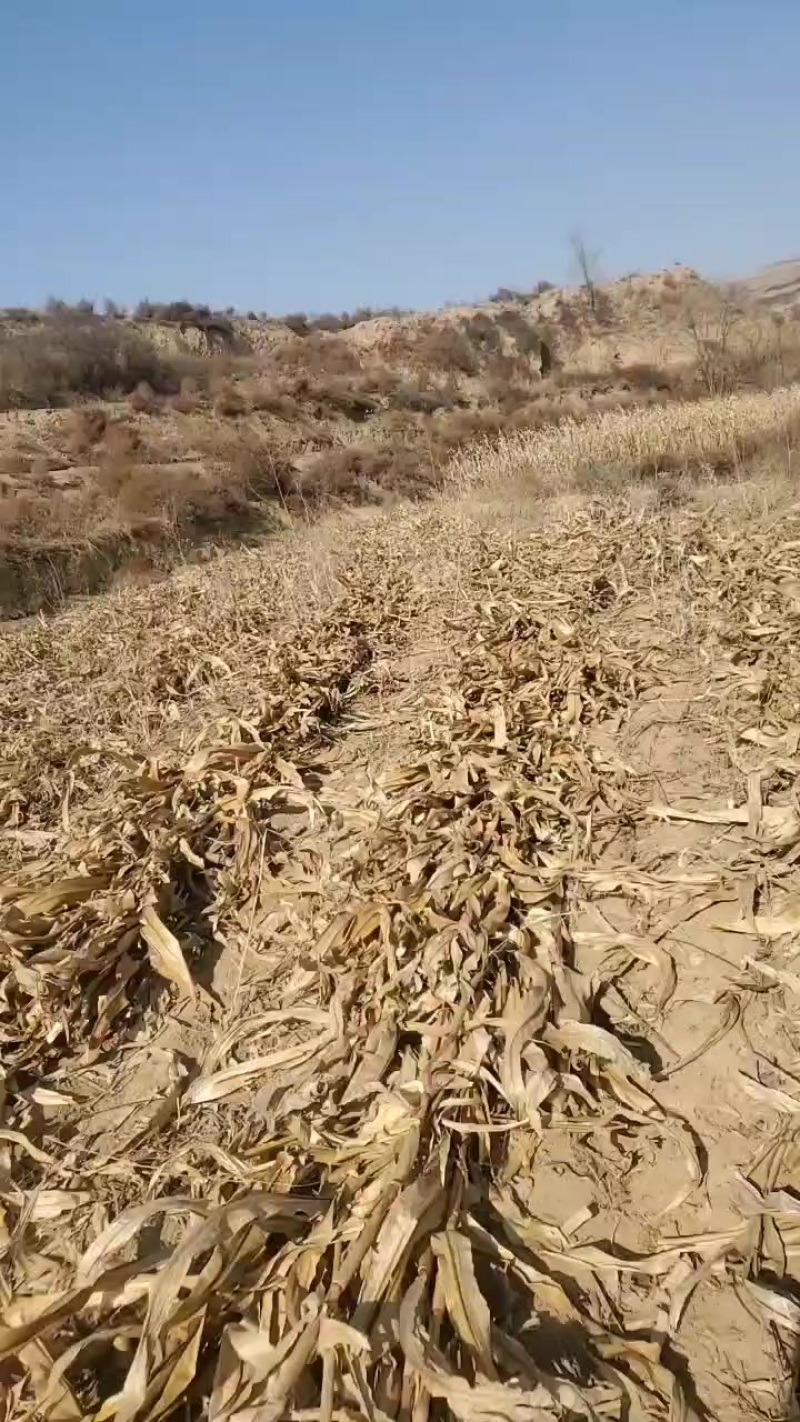 玉米秸杆