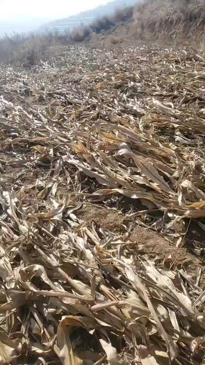 玉米秸杆