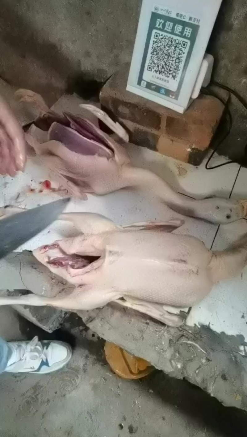土鸭，粮食鸭。75天