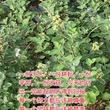 江西单叶蔓荆子苗