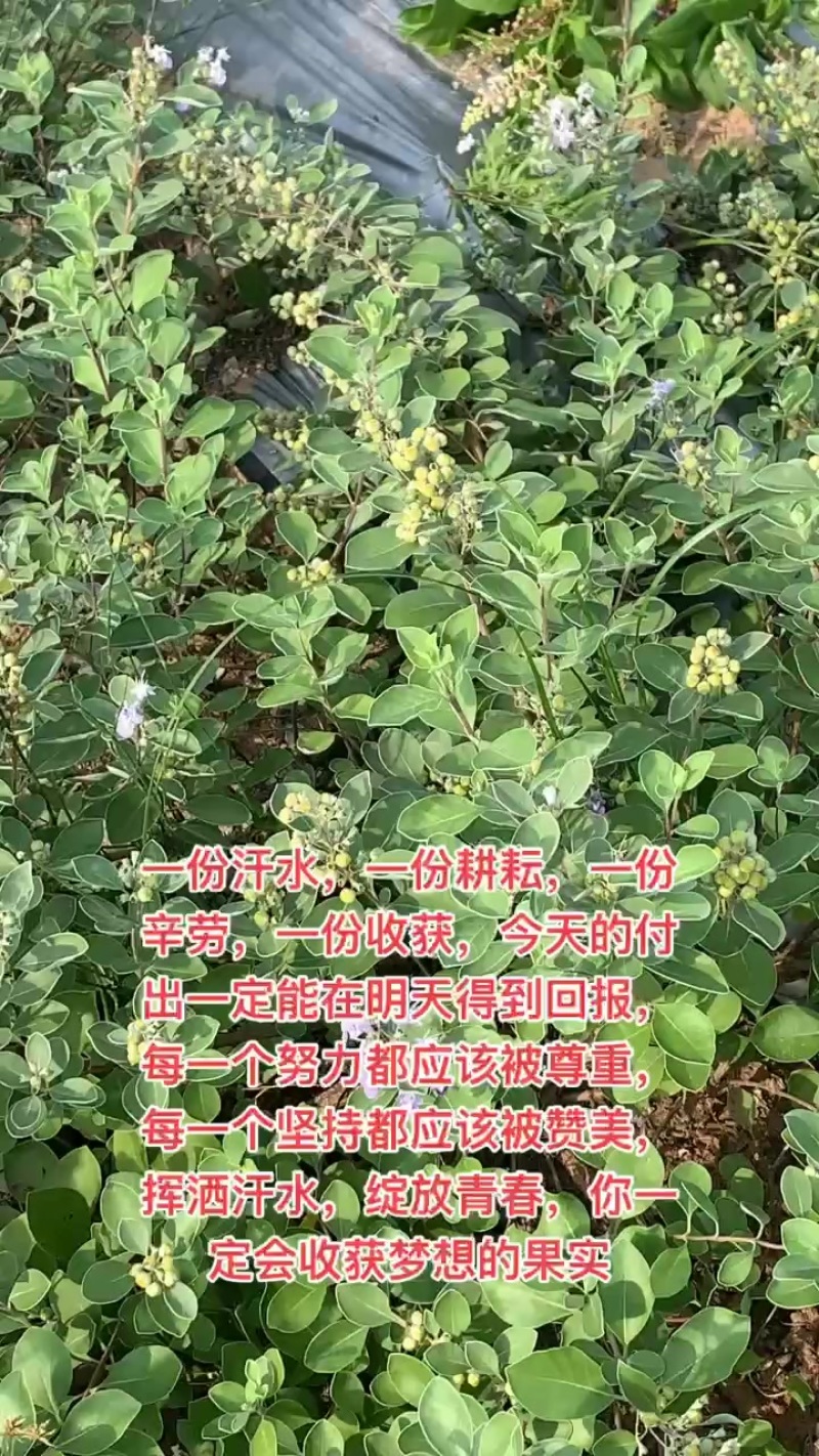 江西单叶蔓荆子苗