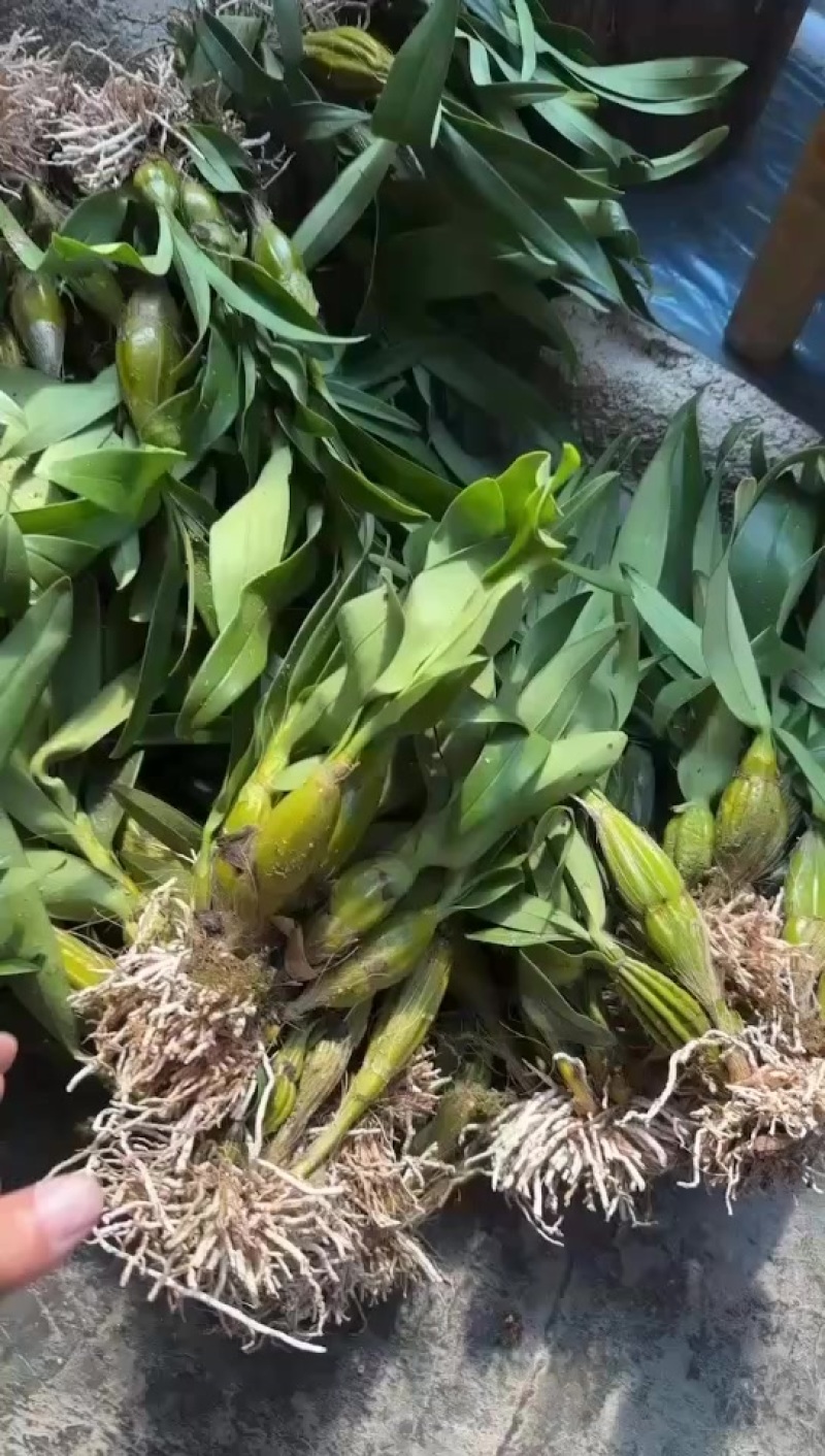 鼓槌公斤货