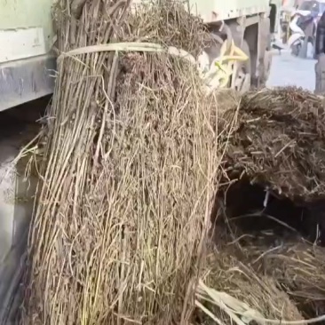 尼泊尔藏茵陈四吨货
