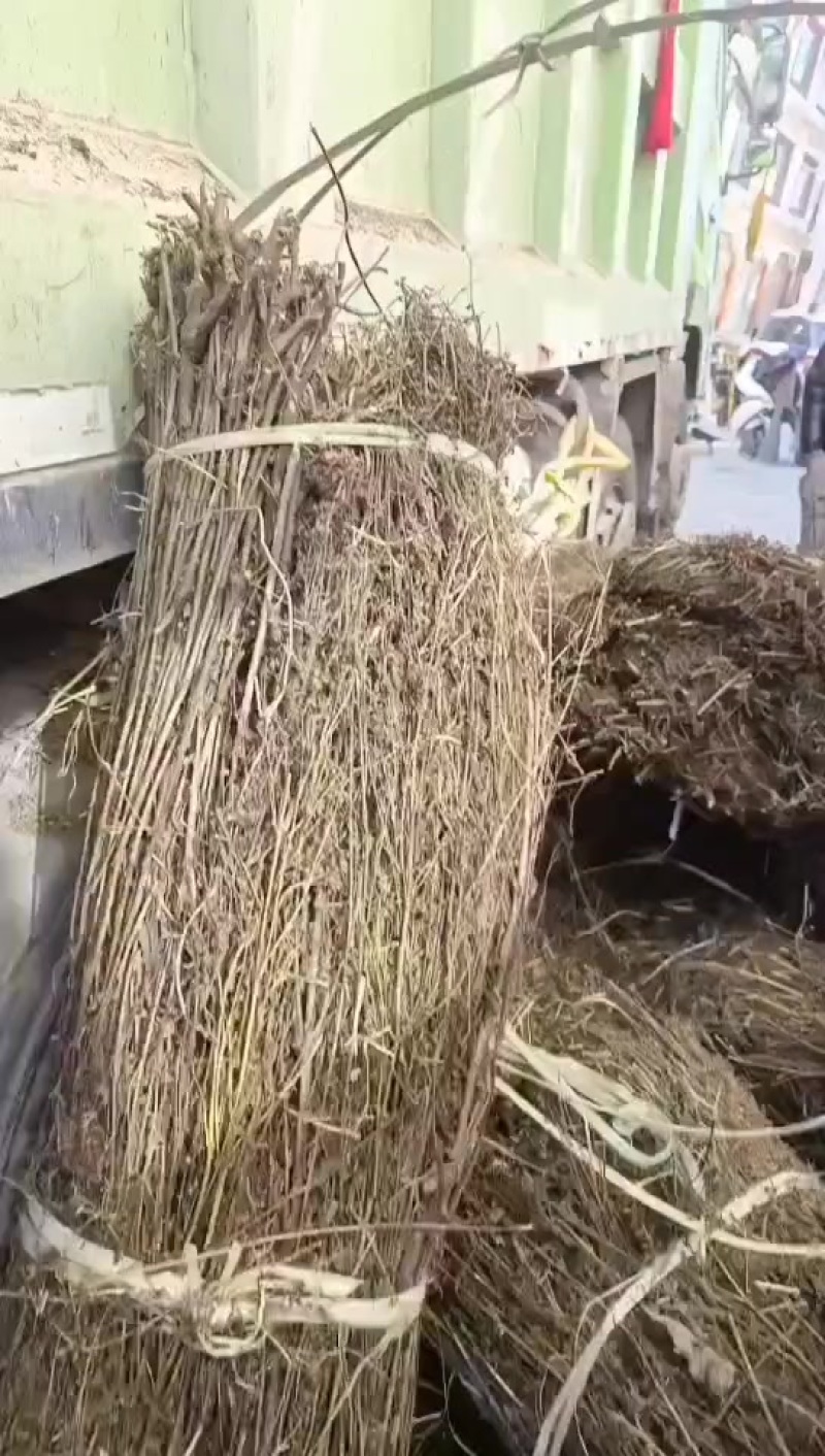 尼泊尔藏茵陈四吨货
