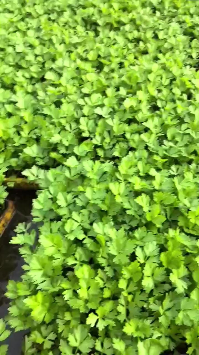 西芹